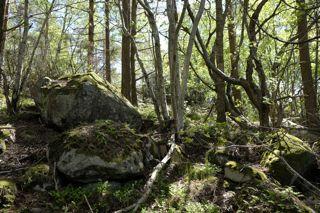 Foto i södra delen, delområde E, där området övergår till att bli klippor och klenare skog. 4.6 Delområde F Området består av en torr slänt mellan befintlig väg och bergsmark.