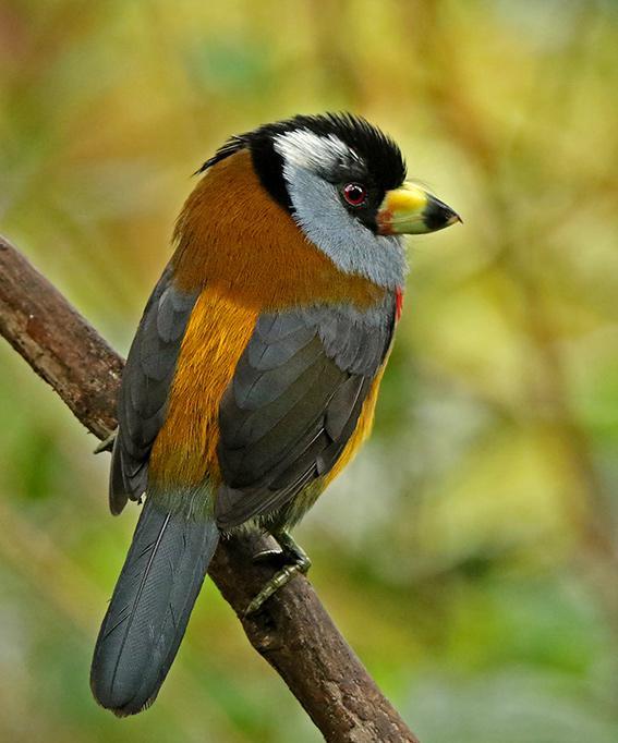 Colombia 25 oktober 11 november 2020 med Roger Ahlman Toucan Barbet och Santa Marta Mountain Tanager. Foto: Roger Ahlman och Roger Rodriguez Varmt välkommen på AviFaunas premiärresa till Colombia!