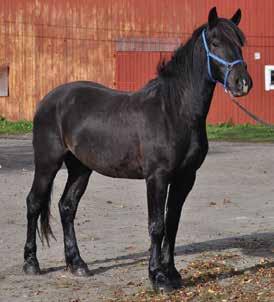 Rank: 7-5-6-3-4 PROVSTART BAKOM STARTBILEN 13.00 LIKE MORGAN Team Lennartson Sören 070-640 63 20 Sandra 072-709 44 78 Köp en andel i Like Morgan!