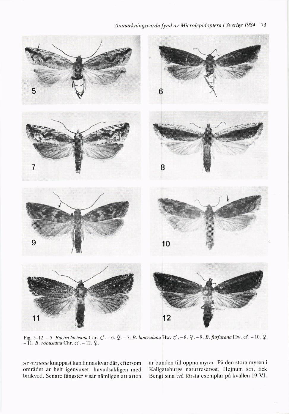 Anmtirkningsviirda.fyntl av Mitolepidoptera i Sverige 1984 73 Fig.-5-..12.-5.BactralacteanaCar.d.-6.?.-T.B.lancealqnaHw-d.-8.?.-9.8-furfuranaHw.Cr.-10.9. - ll. B. rohustanu Chr. C/. - 12. I.