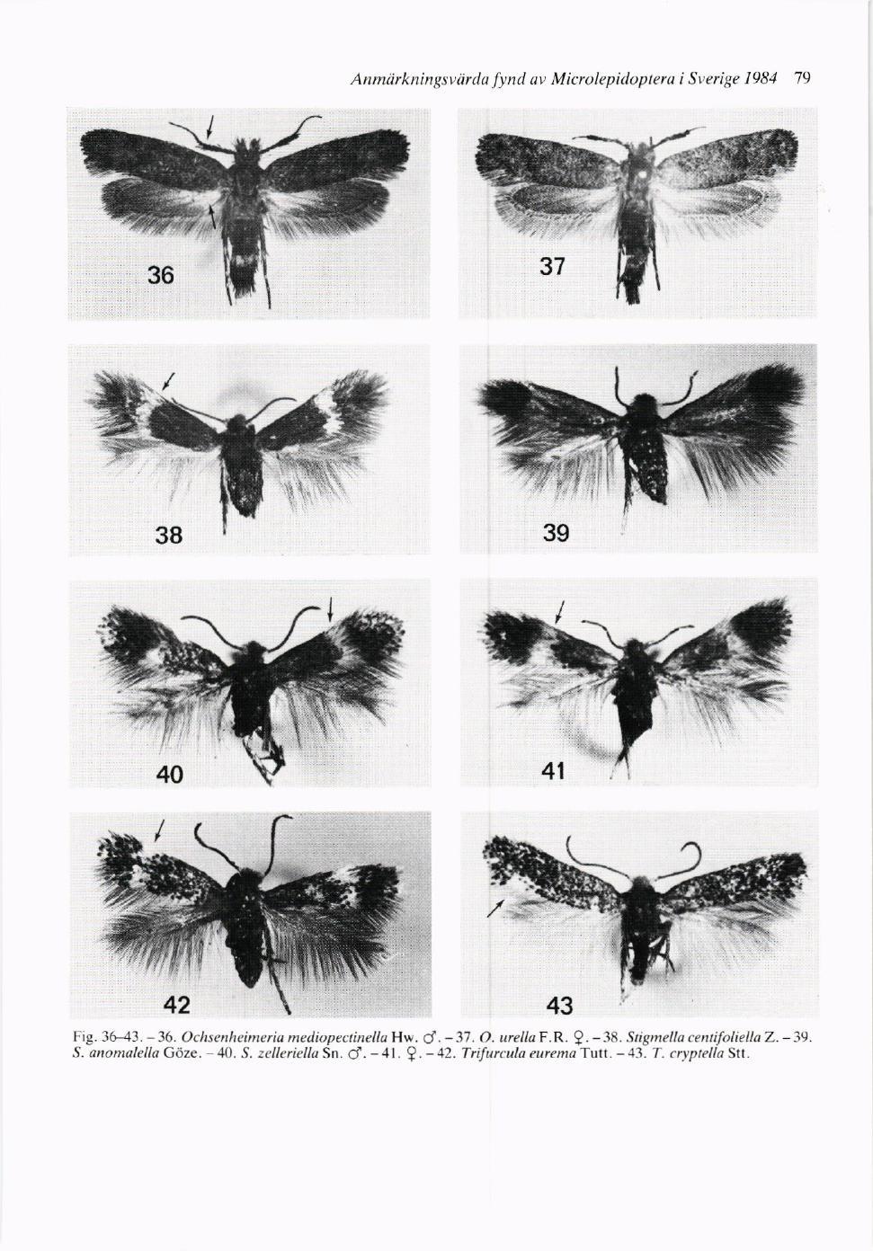 Atmtirkningsv'iirdu Jynd ut, M icrolepidopteru i Sverige 1984 79 Fig. 36-{3. - 36. Ochsc,nheincriu nrcdiopectinella Hw. d. - -37. (). urella F.R.