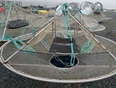 Hantering av död fisk Dödlighet En viss andel av fisken dör av olika orsaker i en fiskodling.