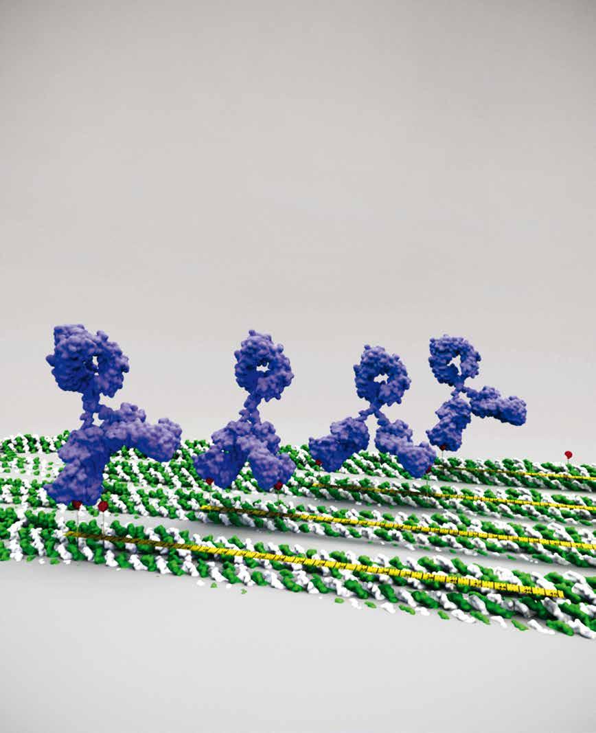 TEXT: SIV ENGELMARK/KEMISK TIDSKRIFT. BILD: BJÖRN HÖGBERG Gör origami med DNA DNA-origami är ett sätt att bygga saker av DNA.