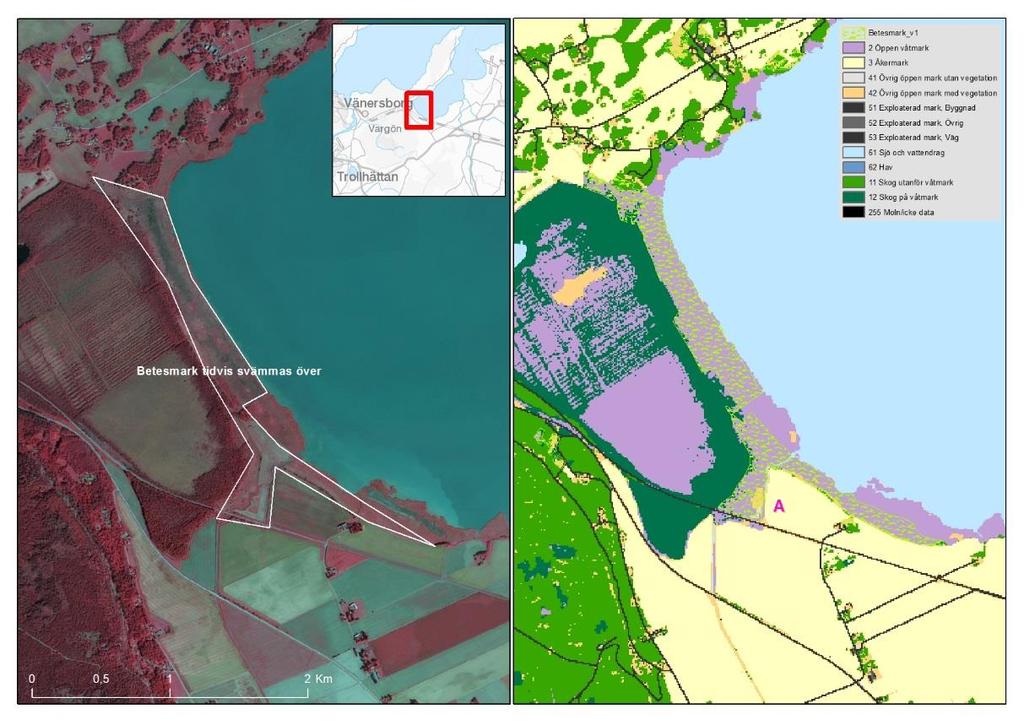 Figur 18. I bilden ovan (vit polygon) har Länsstyrelsen indikerat en överskattning av Öppen våtmark. Området utgörs av en betesmark som tidvis svämmas över.