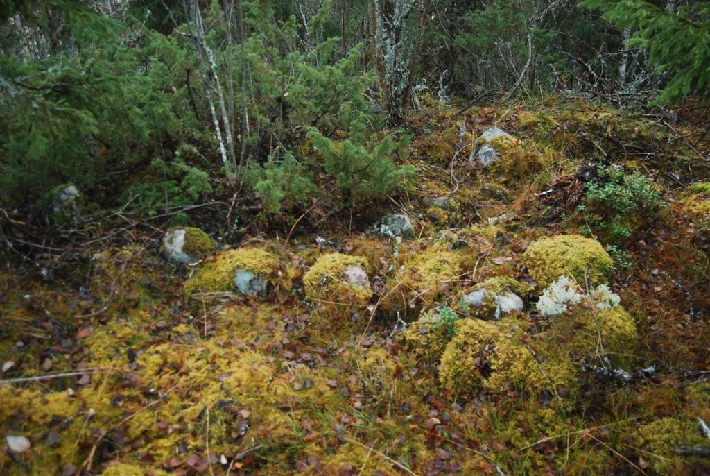 15 Figur 18. Röse I. Foto från öster. Tolkning och diskussion Vid förundersökningen mättes alla tydliga fornlämningar in med RTK-GPS.