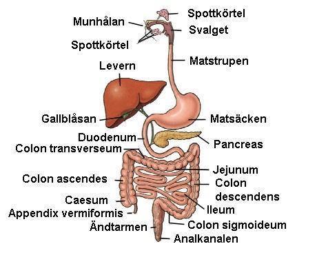 ALLMÄNT Crohns sjukdom CD -Burrill B.