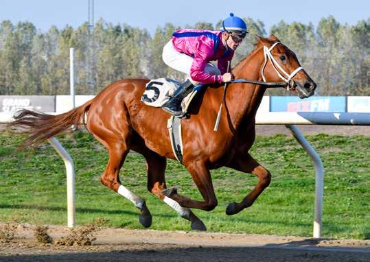 Queen Rouge Svenskt 1000 Guineas lottningen. Jamaica slog då 9 Hot Chocolate med en halv längd.