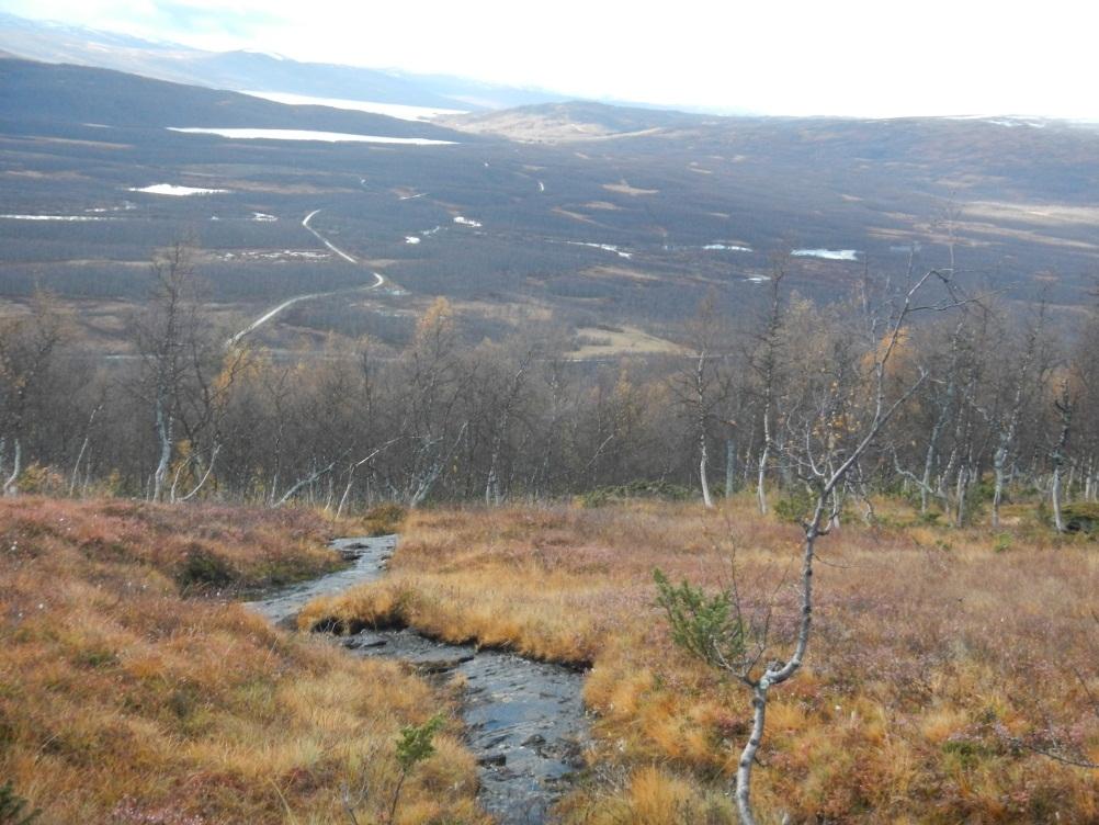 Figur 11 Bäckfåran genom myrmark på övre delen av området vid kalfjällsgränsen Efter myren rinner sedan bäcken igenom ett brantare skogsbevuxet parti där bäckbotten till stora delar består av berg.