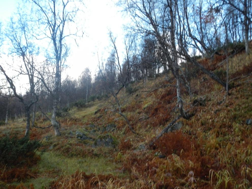 Figur 4 Vegetation i blötare delar. Gräsbevuxen mark med fjällbjörkar och ytblock. Figur 5 Vegetation i myrområden bestående av grästorv och björkar.