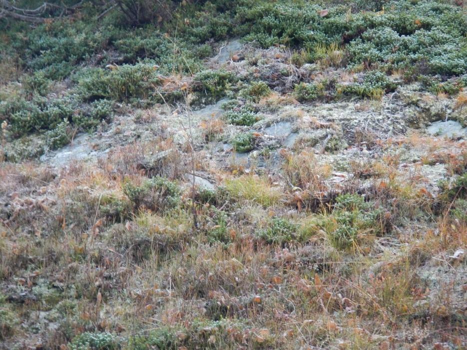 stenig sandig siltig morän. Denna morän finns det mest av i området. I mellersta delen av området är djupet till berg större och moränen har klassificerats som stenig grusig sandig morän.