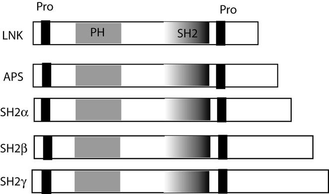 Figure 7. The SH2-domain containing adaptor proteins.