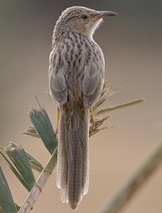 Dag 3: Vi börjar med att besöka det lilla reservatet Jahra Pools Reserve, som ligger i den norra utkanten av stan. Området består av vass med större klarvattenytor.