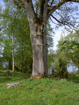 indikatorart för skyddsvärda skogar i Europa (Speight 1989). Arten är rödlistad i både Danmark och Finland (Nilsson et al. 2007).
