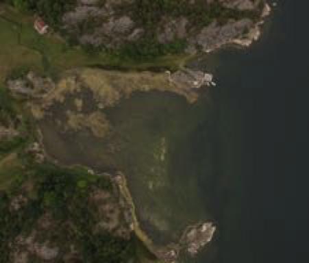 Analys av trender i utbredningen av fintrådiga alger längs Bohuskusten generella och lokala mönster, samt möjliga