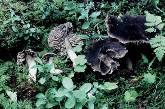 borde beskriva den från denna plats". Tills vidare kallade vi denna okända art Tricholoma "julåsenensis" efter fyndplatsen vid Julåsen i Borgsjö socken.