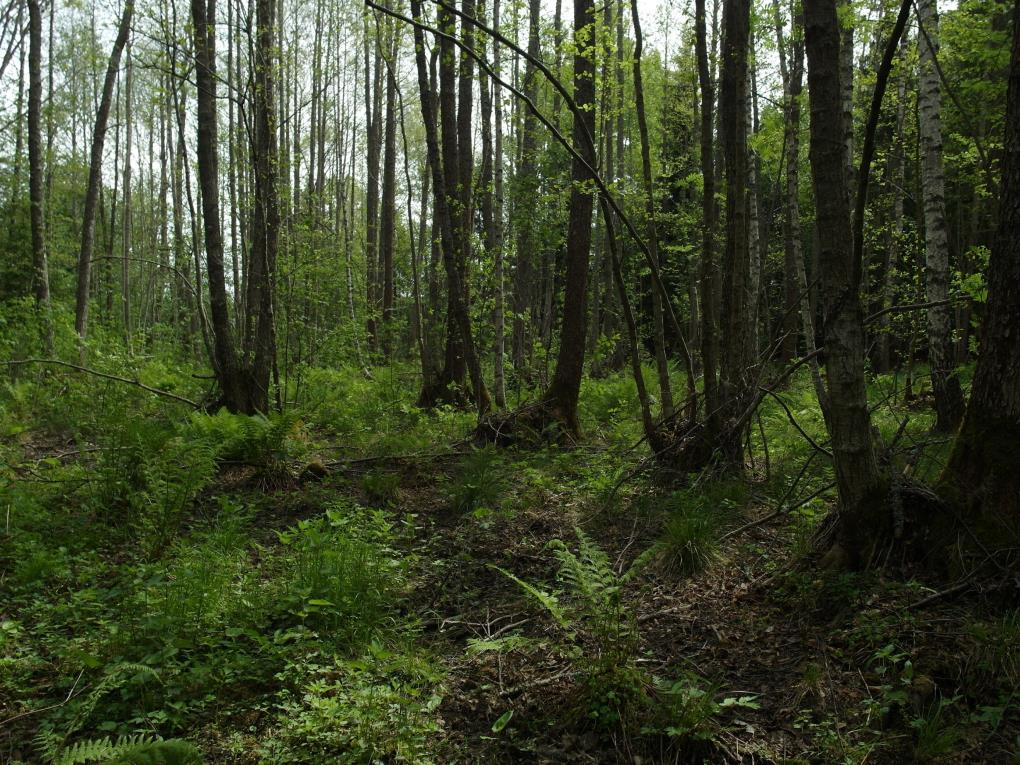 Bilaga 3 Miljöbilder Delområde 1 Klibbalsumpskog under torra förhållanden.
