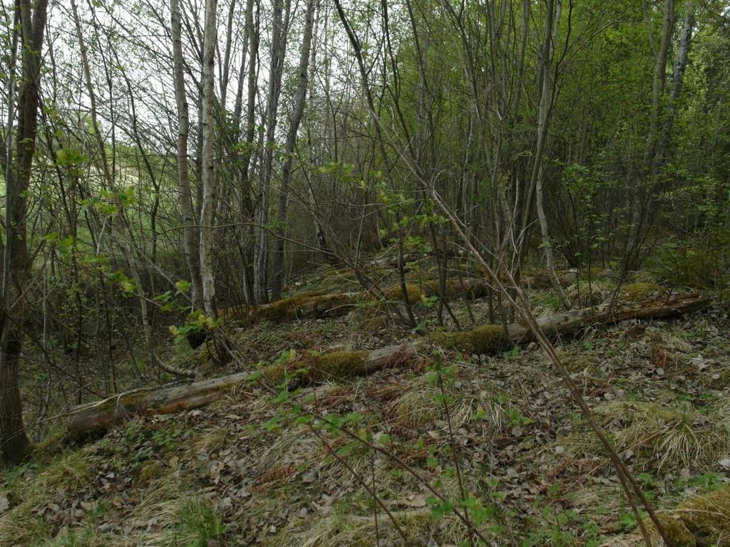 Död klenved.