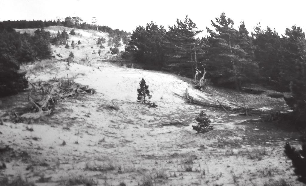 Jan Höjer Figur 1. Biotop för Ernobius pruinosus på Gotska Sandön. Från kusten utanför Gamla gården, ett stycke söder om den autentiska fyndplatsen. Juli 1958.