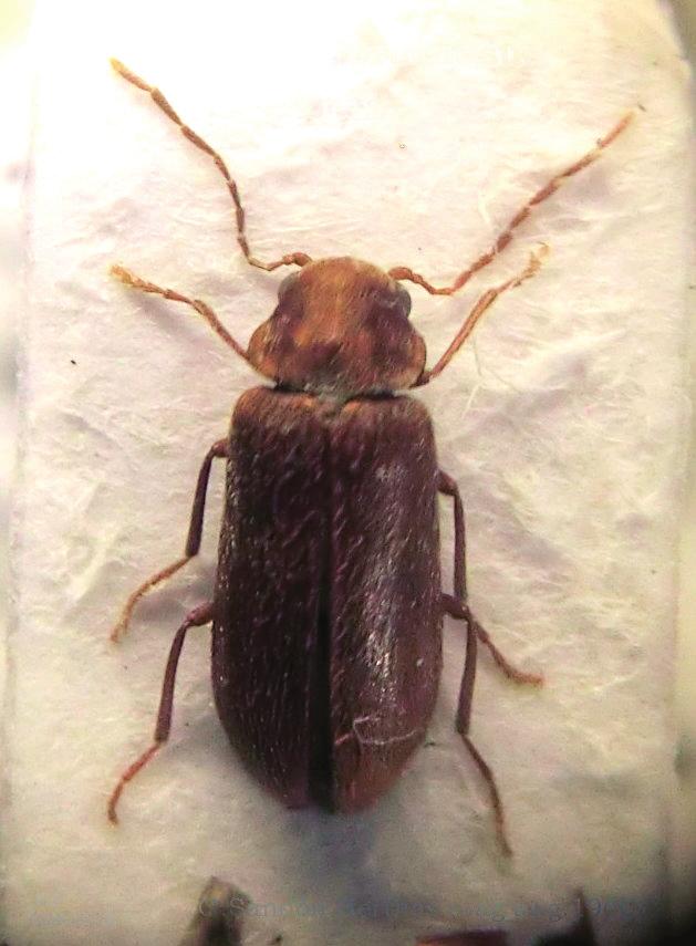 a b c Figur 2 a) Ernobius pruinosus, hanne, b) Ernobius pruinosus, hona, c) Ernobius mollis, hanne. a) Ernobius pruinosus, male, b) Ernobius pruinosus, female, c) Ernobius mollis, male.