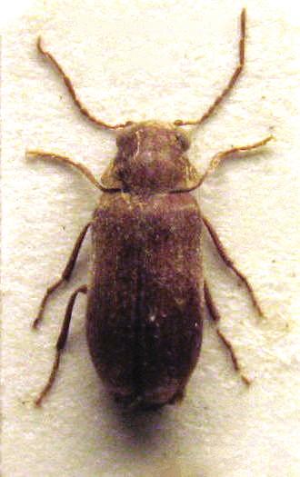 Gotska Sandön är för entomologen känd genom flera mycket märkliga förekomster av insektarter - främst vedlevande skalbaggar.