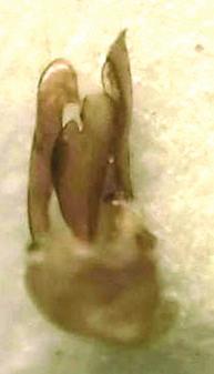Genitalia on the newly recorded species and Ernobius mollis: a) aedeagus Ernobius pruinosus, b) aedeagus Ernobius mollis, c) vaginal palps, Ernobius pruinosus, d) vaginal palps Ernobius mollis.