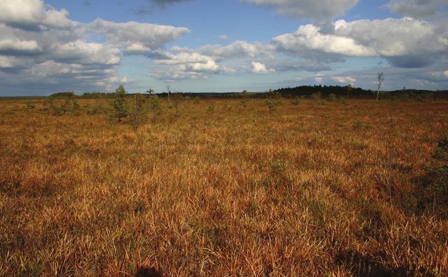 TEST AV FÄLTMANUAL MOSSAR INTERMEDIÄRA KÄRR OCH GUNGFLYN (7140) Menyantes trifoliata vattenklöver Vattenklöver är en av de typiska arter som är mest frekvent förekommande.