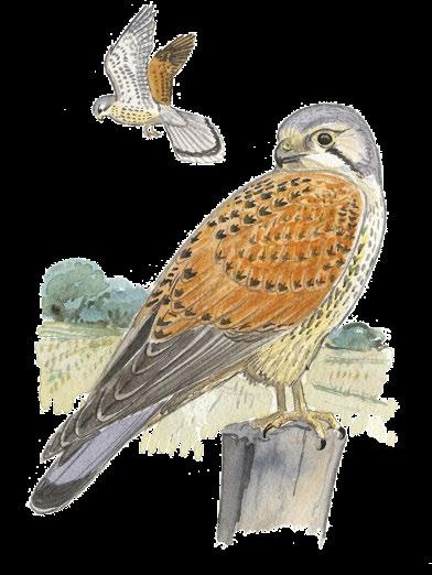 Torfalk Falco tiuculus Såglärka Alauda arvesis