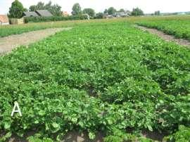 Ekologisk sortprovning av höstvinterpotatis Inledning Sommaren 2009 genomfördes fyra ekologiska potatisförsök, försöken var spridda från Skåne i söder till Västerbotten i norr, och låg i trakterna av