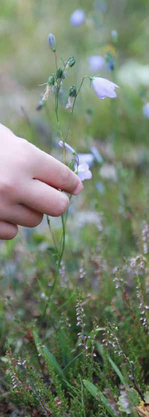 Respektera att du inte får plocka med dig några blommor vid besök i något av våra vackra reservat! Var rädd om NATUREN!