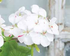 I sortbeskrivningar från 1870-talet beskrivs dock pelargoner som sannolikt var av äggskalstyp.