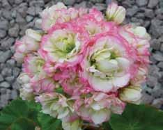 Blommorna är rosa, fyllda, hårt slutna, liknar en rosenknopp, sitter i tät, rund samling på