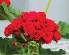 Summer Rose Tina Cinnoberröda blommor. Brokbladig, bladen har en ljus fjärilsmarkering. Sport av 'Red Rosebud'.