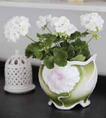 Signe minns att i barndomshemmet stod pelargonen på husets glasveranda över sommaren och i den kalla men frostfria salen över vintern.