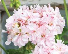 Dubbla persikoröda blommor med vitt öga.