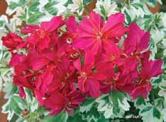 Richard Hodgson (Brian West 2004) Dubbla rosa