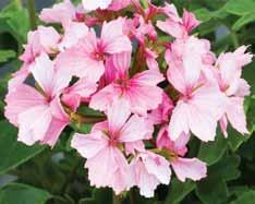 Dvärgpelargon. Enkla klart rosa blommor.