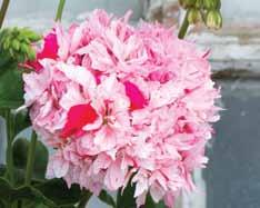 Nygårdens Lilac Splash (Ann-Catrine Risel c:a