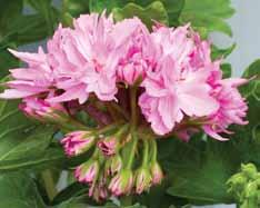 blommor med rosa inslag samt mörkare rosa