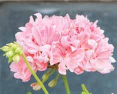Rushmoor Golden Ruffles (Stephen Pollard 2006)