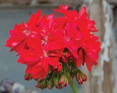 Dubbla vita blommor med ett mörk rosa öga.