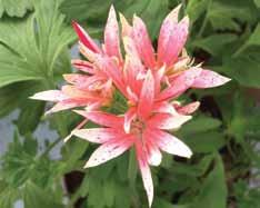 Bladen liknar en hand, med tre till fem smala flikar, vilket gett gruppnamnet 'Fingerpelargoner'.