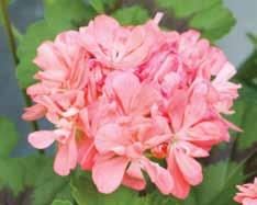 Skånes landskapspelargon utsedd av Pelargonsällskapet. Ursprungsnamn okänt.