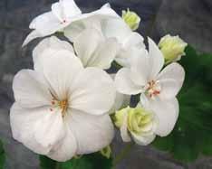 Boniface Butterfly (Brian West 2004) Dubbla mörkt korallrosa blommor.