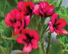 Unikpelargoner/Hartsookhybrider De flesta unikpelargonerna utvecklades redan på tidigt 1800-tal. Som populärast var de i slutet av 1800-talet.