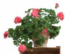 Den första gula zonarticen som hade halvdubbla blommor såg dagens ljus 1994.