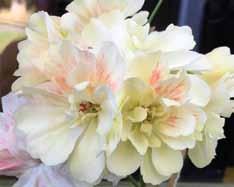 Lara Welcome (Cliff Blackman) Stora, halvdubbla mörk rosa blommor med vit på de övre