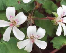 Unicorn Pom Pom (Lena Ljungqvist, frö Cliff Blackman) Mycket dubbla och stora blommor i ljustgult, blommorna bleknar ju äldre de blir. foto Lena Larsson Vildpelargoner BILD SAKNAS P.