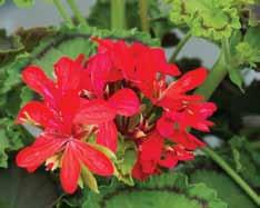Circus (Sörgårdens Pelargoner 2003) Enkla randiga blommor i vitt och purpurrött.
