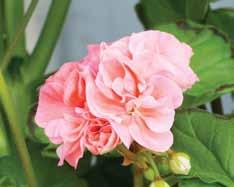 BILD SAKNAS Maureen (Ben Hoddinott 2000) Mycket dubbla mjukt persikorosa blommor som