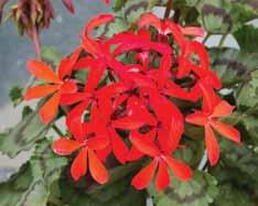 Dvärgpelargoner Enligt pelargonsällskapens internationella utställnings- och